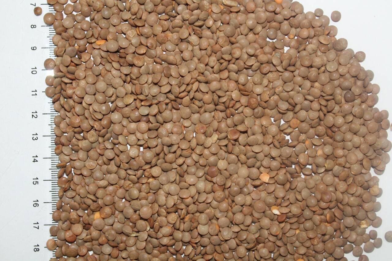 Brown Lentils